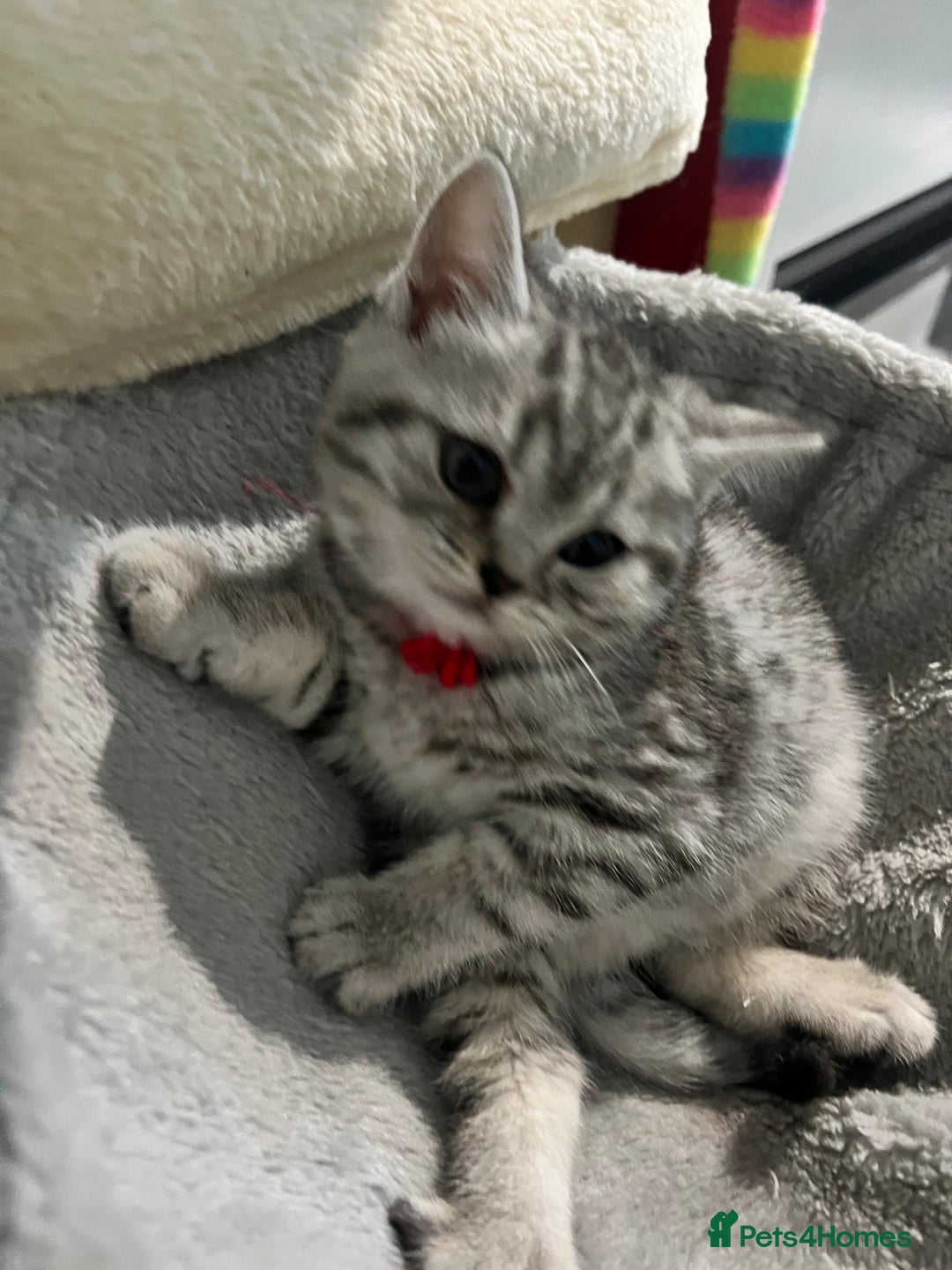 British Shorthair cats for sale: British Shorthair Kittens 🐱  - Advert 7