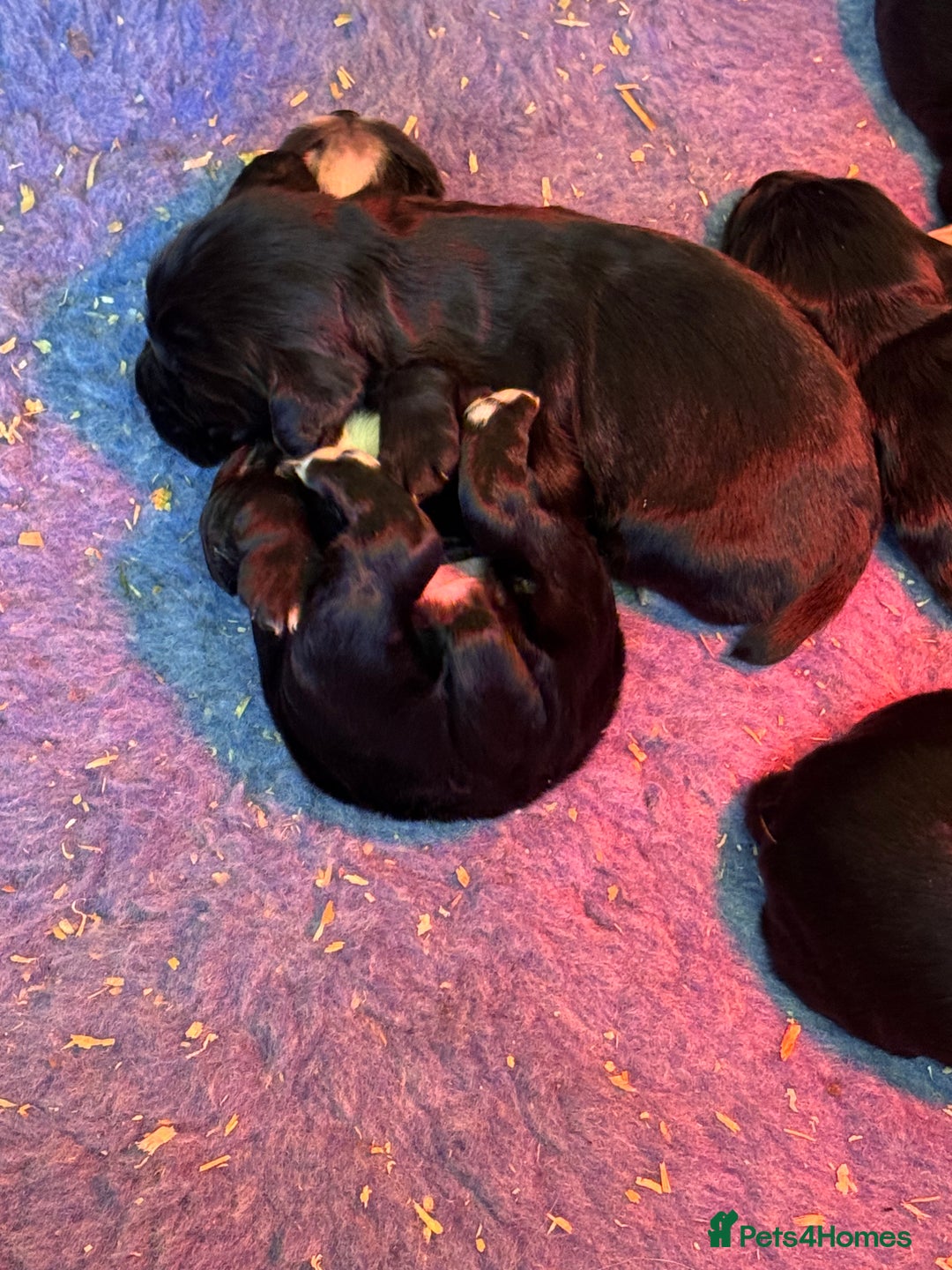 Cocker Spaniel dogs for sale: Working cockers - Advert 7