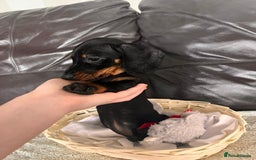 Miniature Dachshund dogs for sale: (now reserved)KC true to type miniature dachshund  - Image 1
