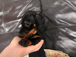 Miniature Dachshund dogs - Advert 11