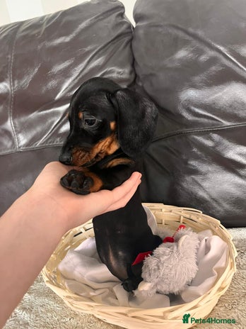 Miniature Dachshund dogs - Advert 16