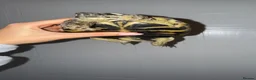 Tortoise reptiles for sale: Horsefield Tortoise  - Advert 6