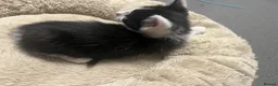 Mixed Breed cats for sale: 🐾 Stunning Tuxedo Male Kittens Available 🐾 - Advert 6