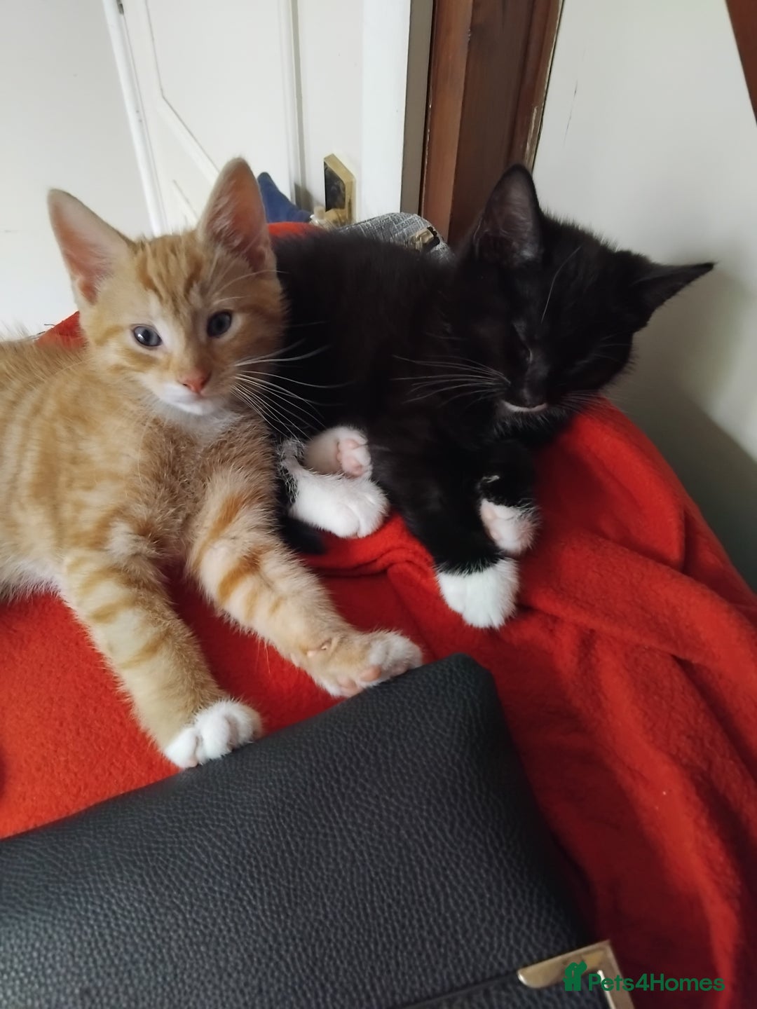 Mixed Breed cats for sale: Black & White female  - Image 2