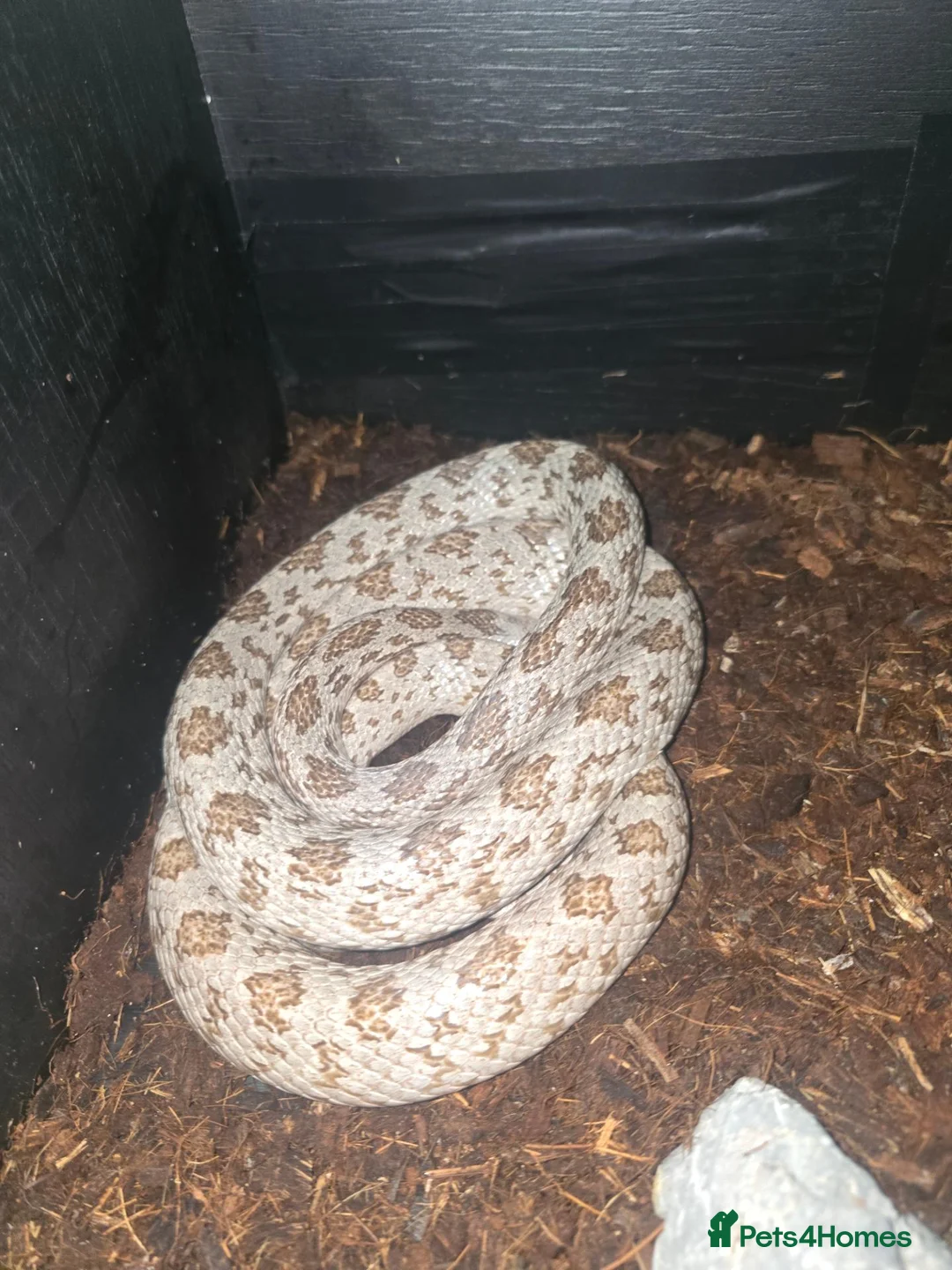 Corn Snake reptiles for sale: 1.0 Hypo Shatter - "rare" Corn Snake & vivarium - Advert 5