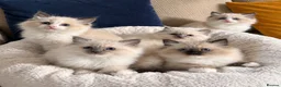 Ragdoll cats for sale: GORGEOUS TICA REGISTERED KITTENS  - Advert 1