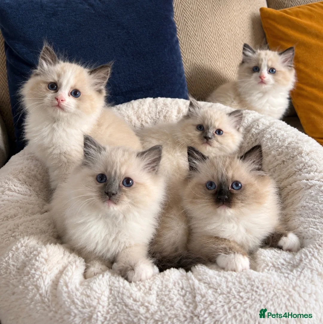 Ragdoll cats for sale: GORGEOUS TICA REGISTERED KITTENS  - Advert 1