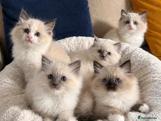 Ragdoll cats GORGEOUS TICA REGISTERED KITTENS - Advert 1