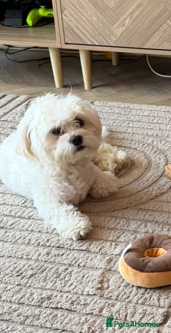 Maltese dogs Male dog - Advert 1
