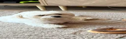 Maltese dogs for sale: Male dog - Advert 1