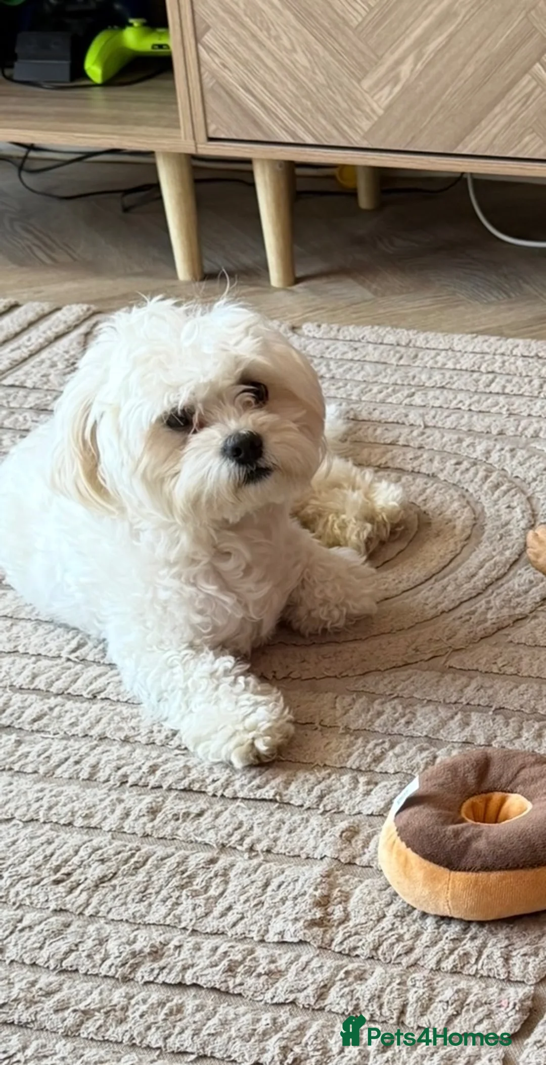Maltese dogs for sale: Male dog - Advert 1