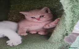 British Shorthair cats for sale: British shorthair kittens  - Image 10