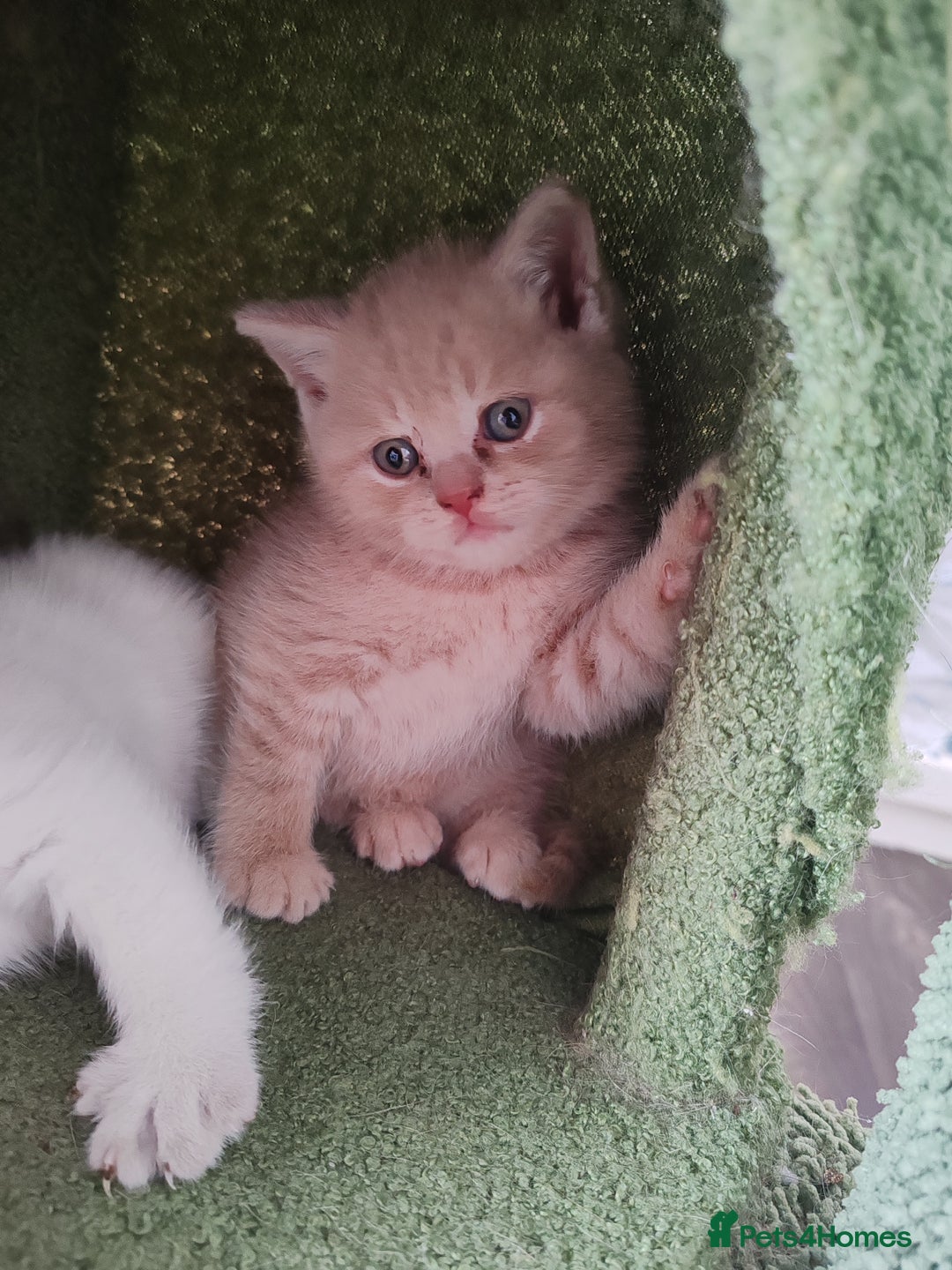 British Shorthair cats for sale: British shorthair kittens  - Image 10