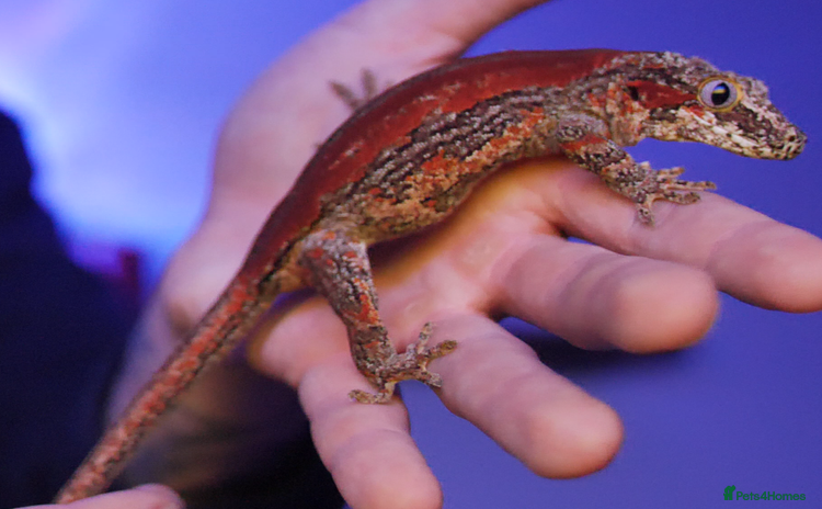 Gecko reptiles - Advert 5
