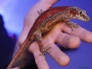 Gecko reptiles Gargoyle Gecko (Stunning Stripes) & full a+ Setup - Advert 5