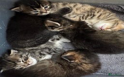 Scottish Fold cats for sale: 5 British Longhair and Scottish Straight kittens  - Image 13