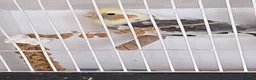 Cockatiels birds for sale: Baby Cockatiels - Advert 2