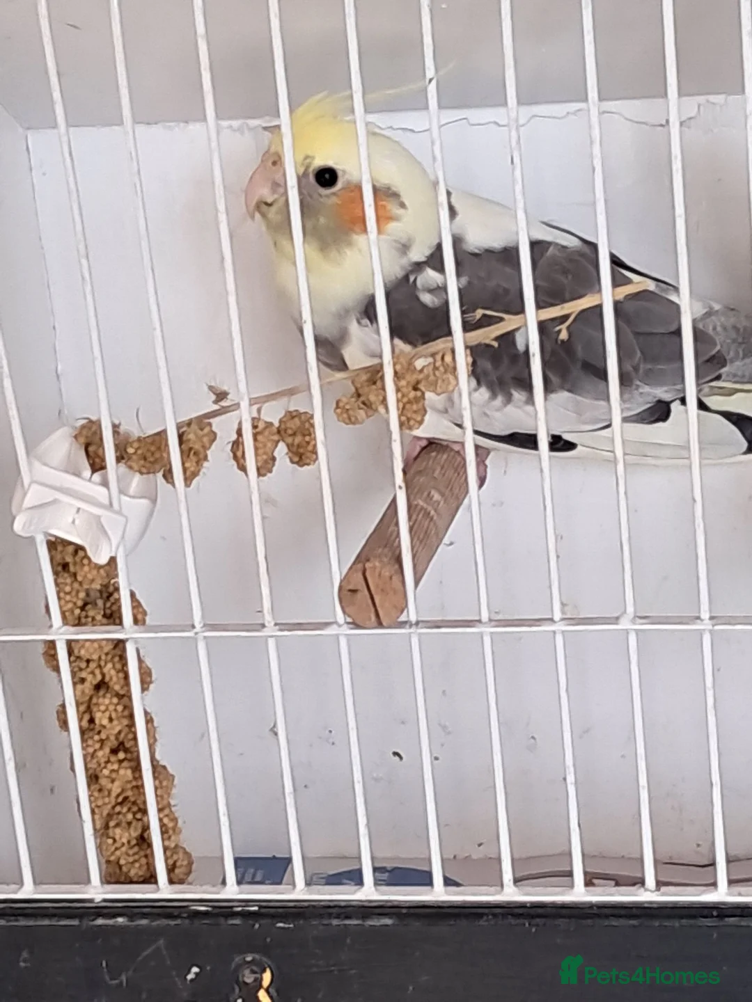 Cockatiels birds for sale: Baby Cockatiels - Advert 2