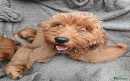 Cockapoo dogs for sale: F1B Cockapoo puppies  - Image 9
