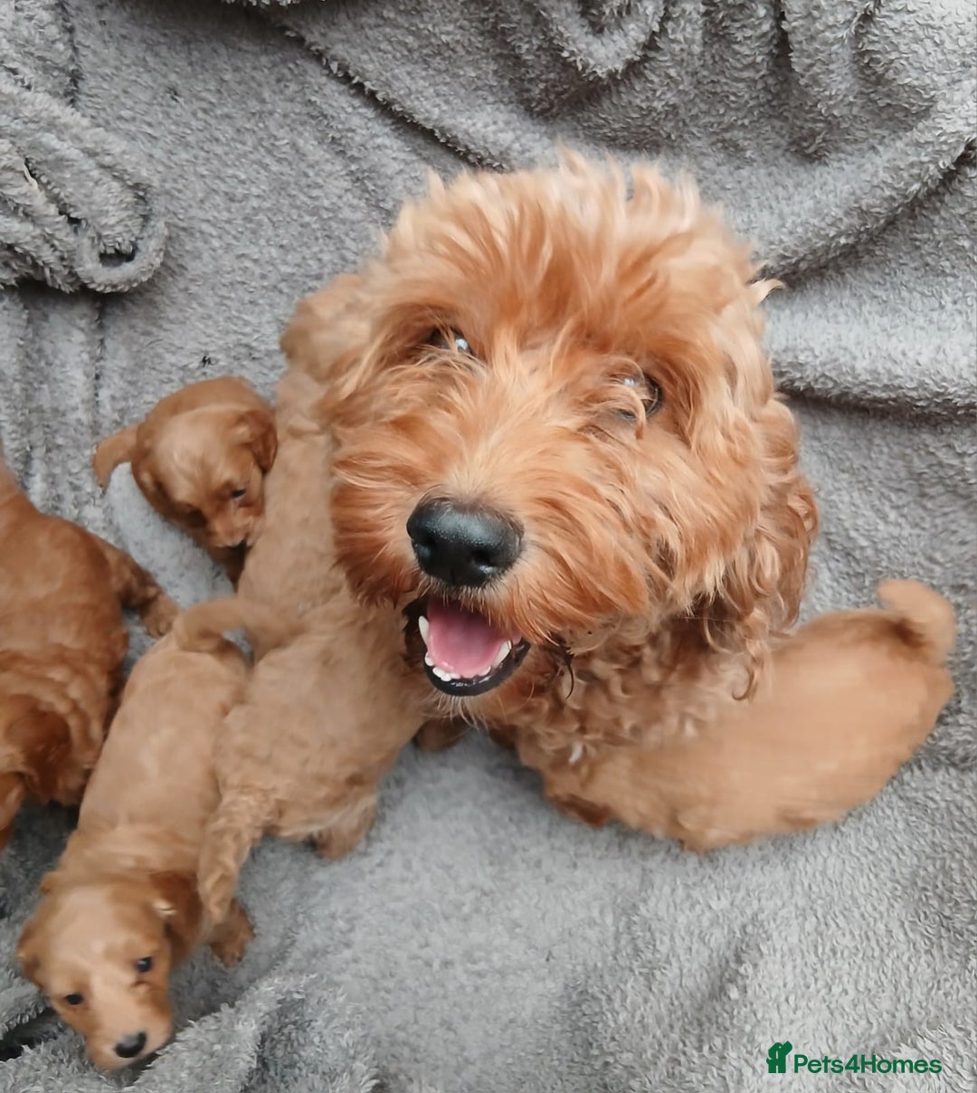 Cockapoo dogs for sale: F1B Cockapoo puppies  - Image 9
