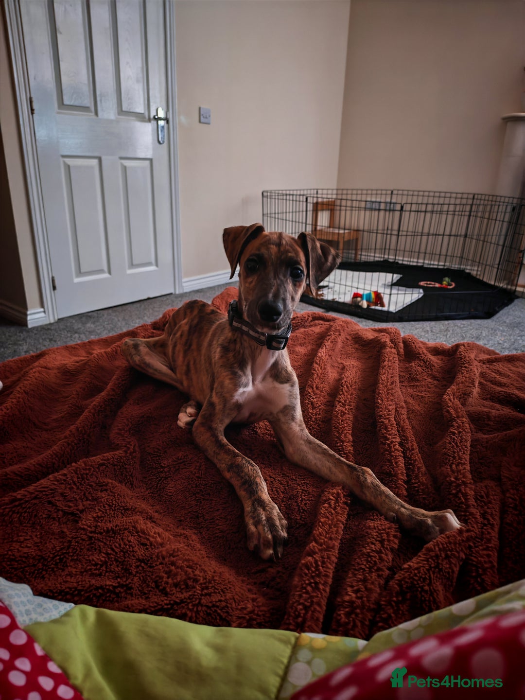 Greyhound dogs for sale: 10 weeks old greyhound boy - Image 3