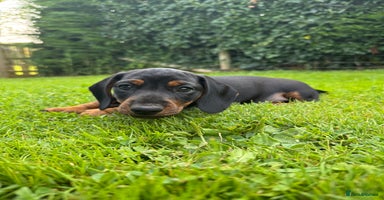 Miniature Dachshund dogs - Advert 8