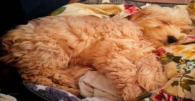 Cockapoo dogs - Advert 3