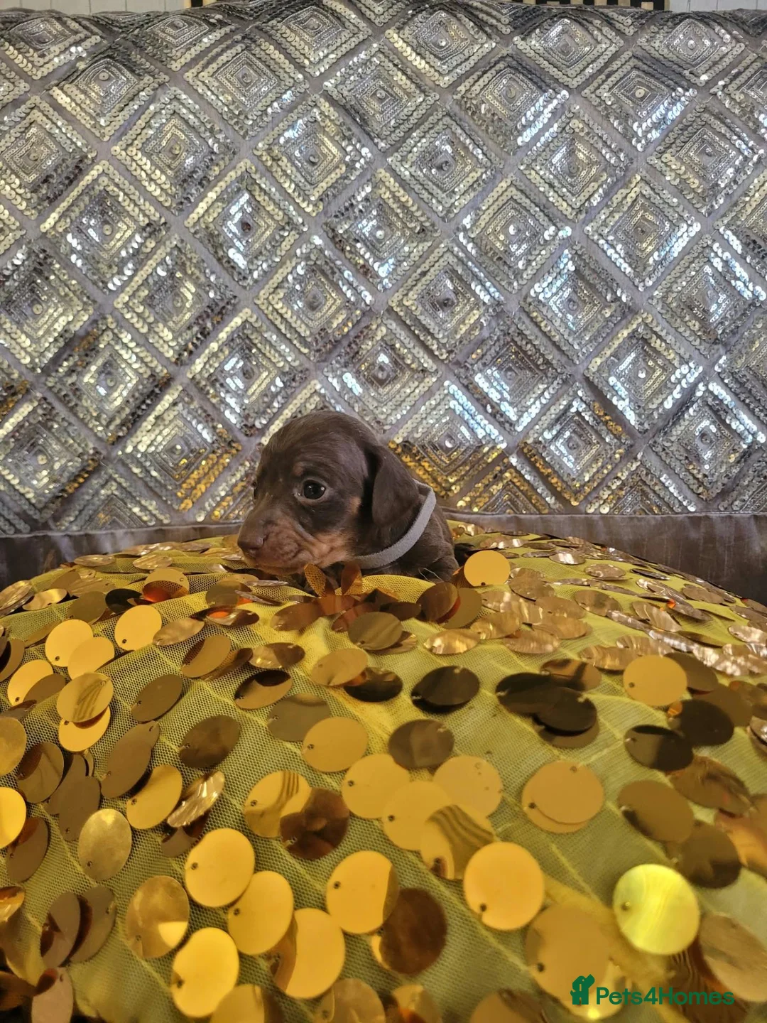 Miniature Dachshund dogs for sale: 🐶 3Miniature duschund puppies 🐶 - Advert 2