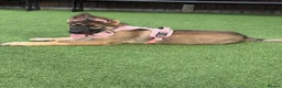German Shepherd dogs for sale: 5Star⭐️Original Straight-Back German Shepherds  - Advert 19