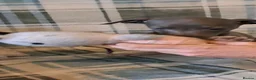 Italian Greyhound dogs for sale: KC registered Italian greyhound puppies 1 boy left - Advert 3