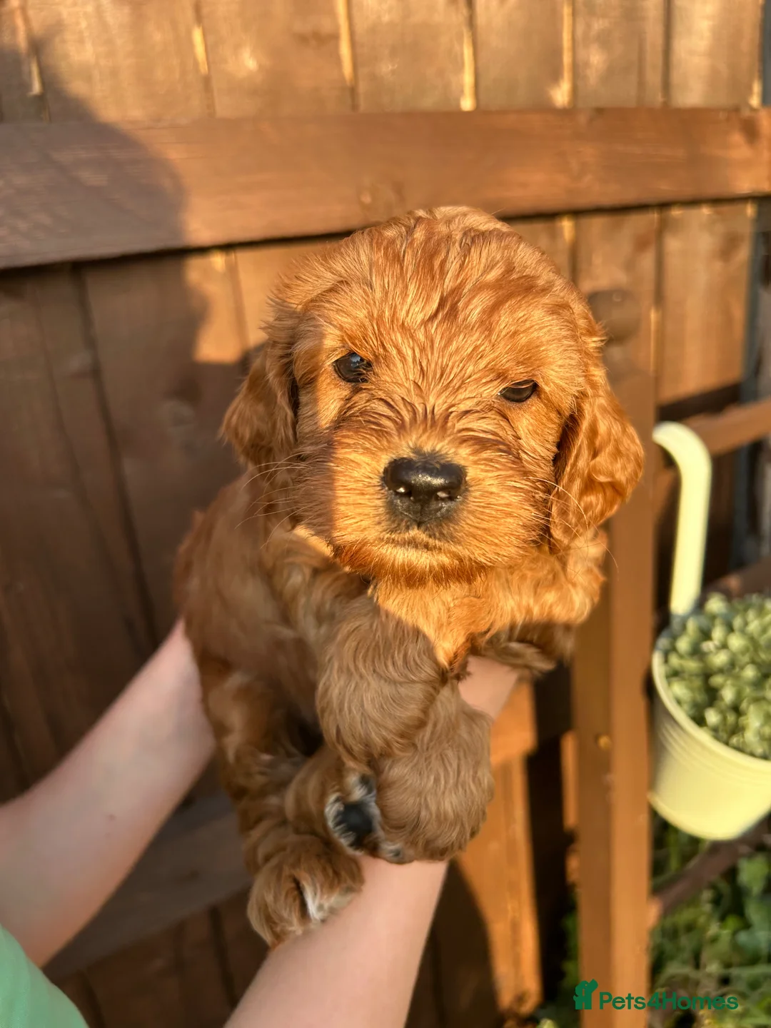Cockapoo dogs for sale: F1 cockapoo - Advert 1