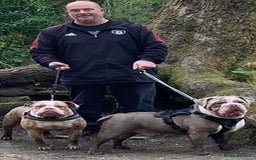 Mixed Breed dogs for sale: Old Tyme bulldogs puppies for sale.  - Image 14