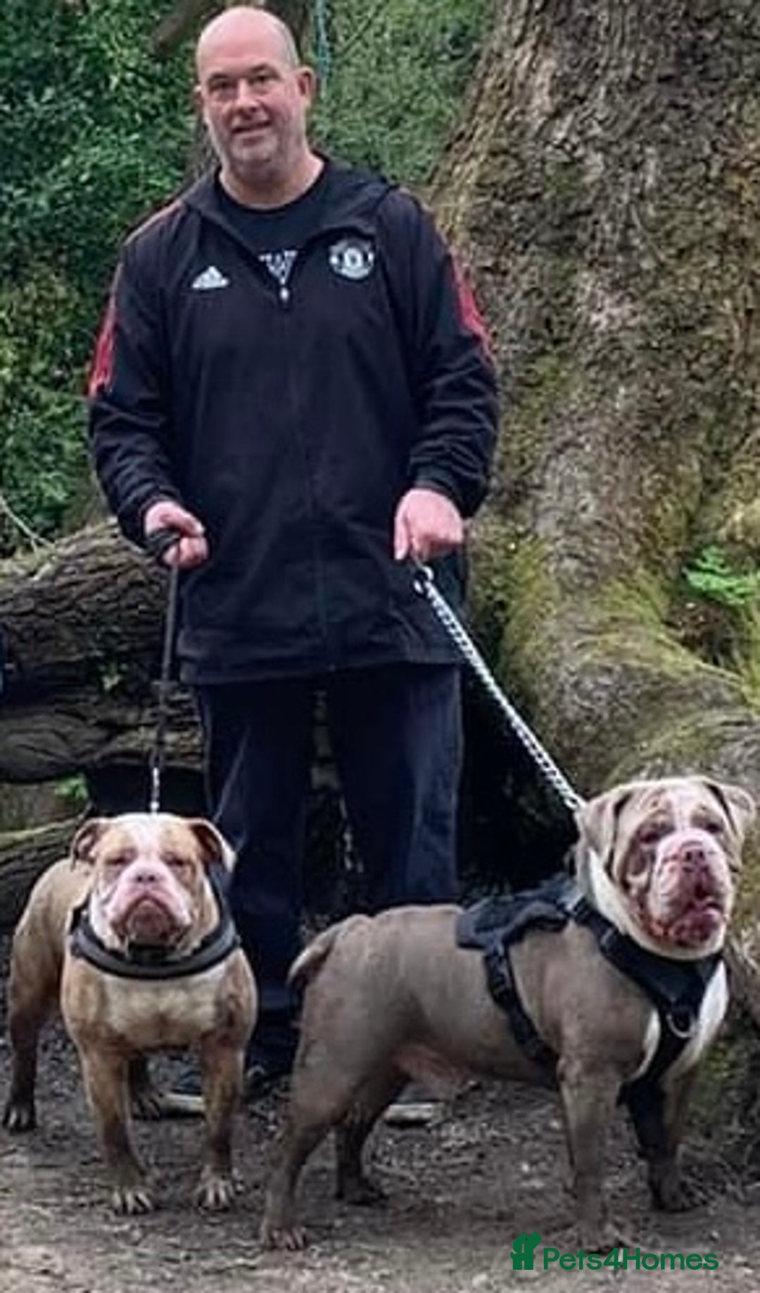 Mixed Breed dogs for sale: Old Tyme bulldogs puppies for sale.  - Image 14