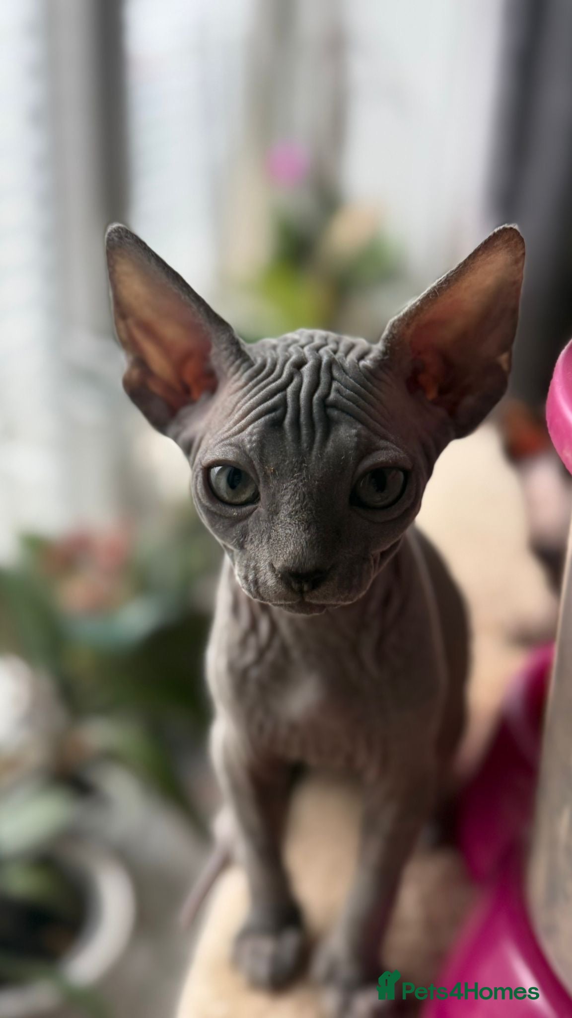 Sphynx cats Last girl is available for a sale  - Advert 5