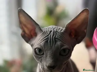 Sphynx cats Last girl is available for a sale - Advert 5