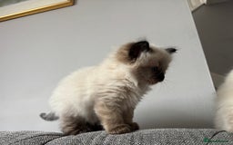 Ragdoll cats for sale: Ragdoll - Pedigree  - Image 22
