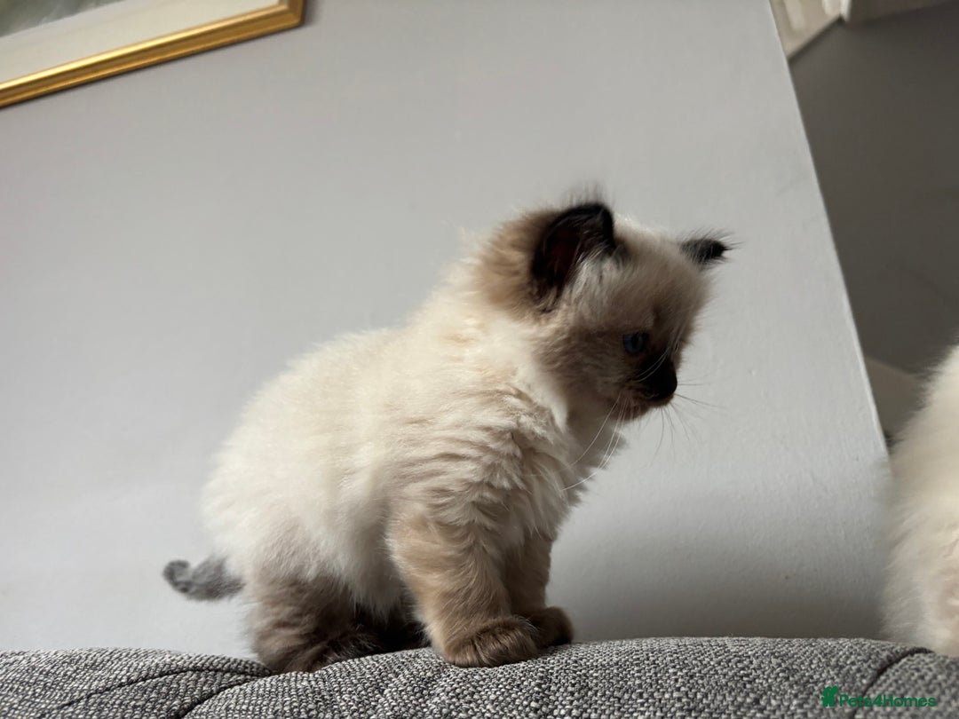 Ragdoll cats for sale: Ragdoll - Pedigree  - Image 22