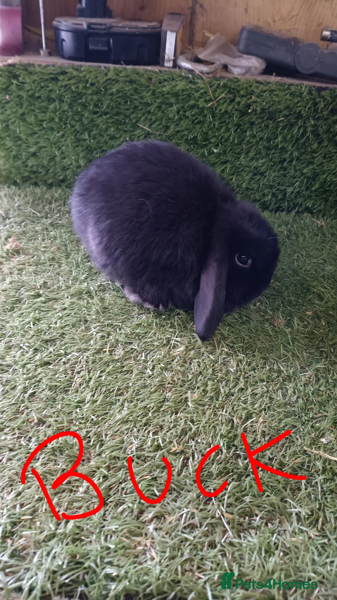Mini Lop rabbits for sale: Pure mini lops and dwarf Papillon  - Advert 5