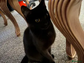 Brazilian Shorthair cats Cats - Advert 1