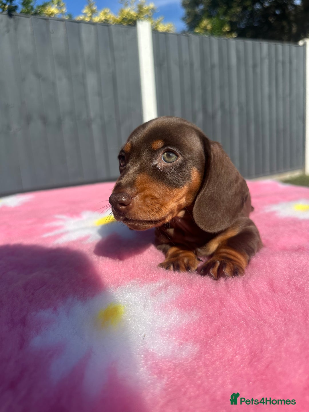 Miniature Dachshund dogs for sale: 4 smooth-hair miniature dachshunds🤎 - Image 2