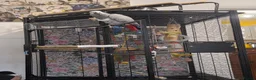 Parrots birds for sale: African grey chatter  - Advert 4