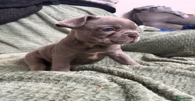 French Bulldog dogs French Bulldog puppies 🐶❤️ KC reg - Advert 2