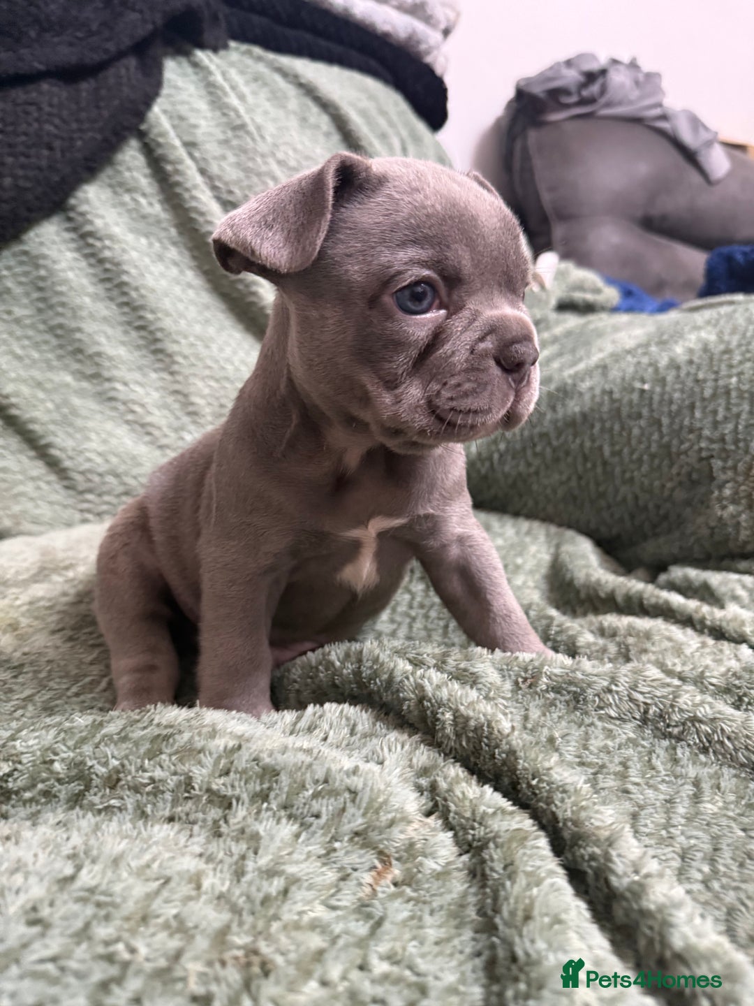 French Bulldog dogs for sale: One girl left.French Bulldog puppies 🐶❤️ KC reg - Advert 3