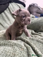 French Bulldog dogs French Bulldog puppies 🐶❤️ KC reg - Advert 2