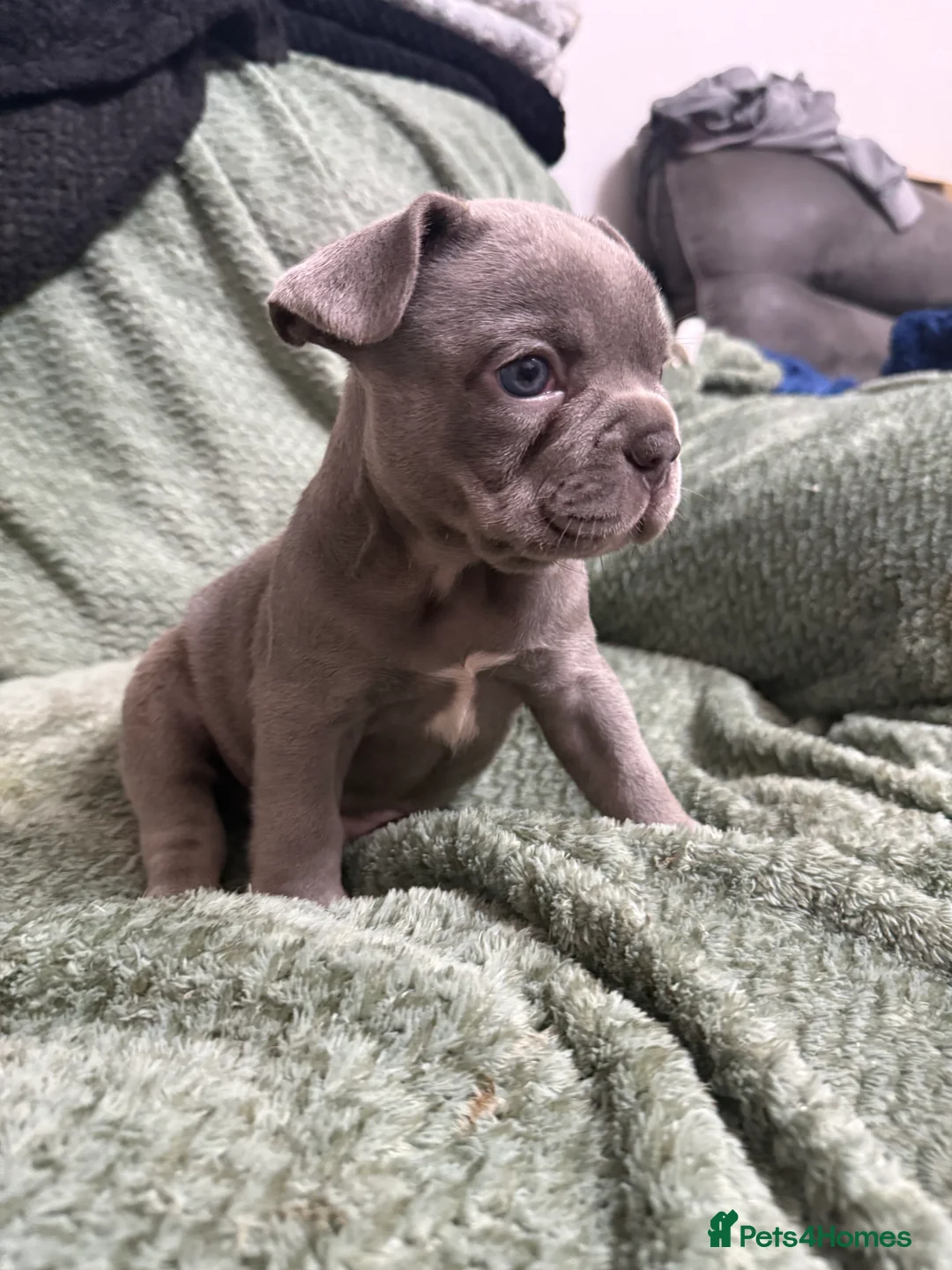 French Bulldog dogs for sale: One girl left.French Bulldog puppies 🐶❤️ KC reg - Advert 3