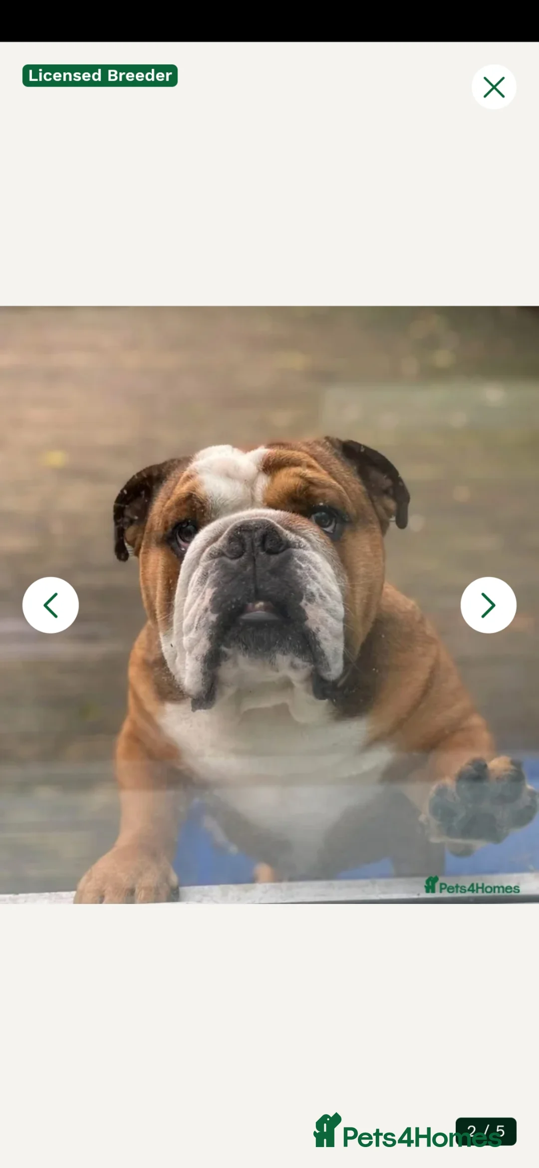English Bulldog dogs for sale: 🐶 🔥KC registered English bulldog puppies✨️🔥 - Advert 2