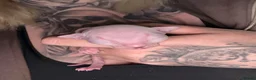 Mixed Breed cats for sale: Stunning Sphynx x ragdoll  - Advert 11