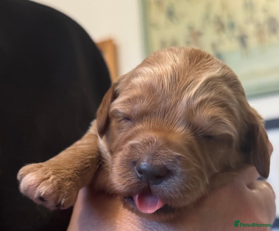 Australian Labradoodle dogs for sale: 100% Pure bred Australian Labradoodle - Advert 15