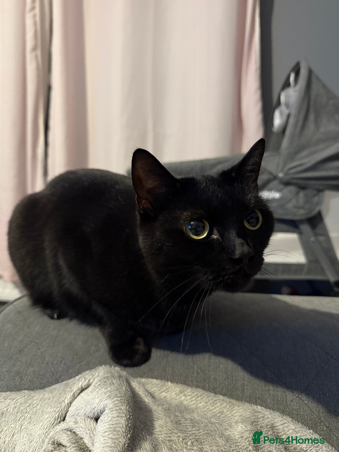 British Shorthair cats for sale: Beautiful female cat - Advert 3