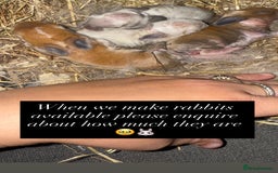 Mini Lop rabbits for sale: Gorgeous Mini Lops x1 available now  - Image 14